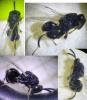 Brachymeria sp.